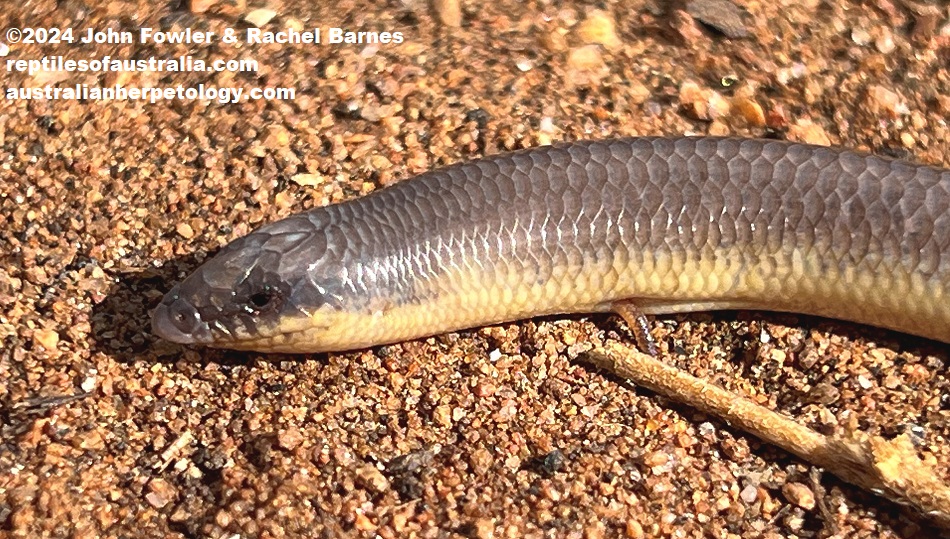 An adult Eastern Robust Slider (Lerista punctatovittata) photographed at Murray Bridge, South Australia